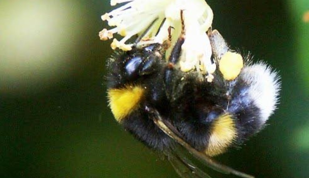 Europees Parlement wil betere bescherming bijen
