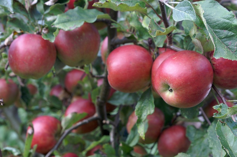 Goede resultaten biologisch middel bij schurft in appels