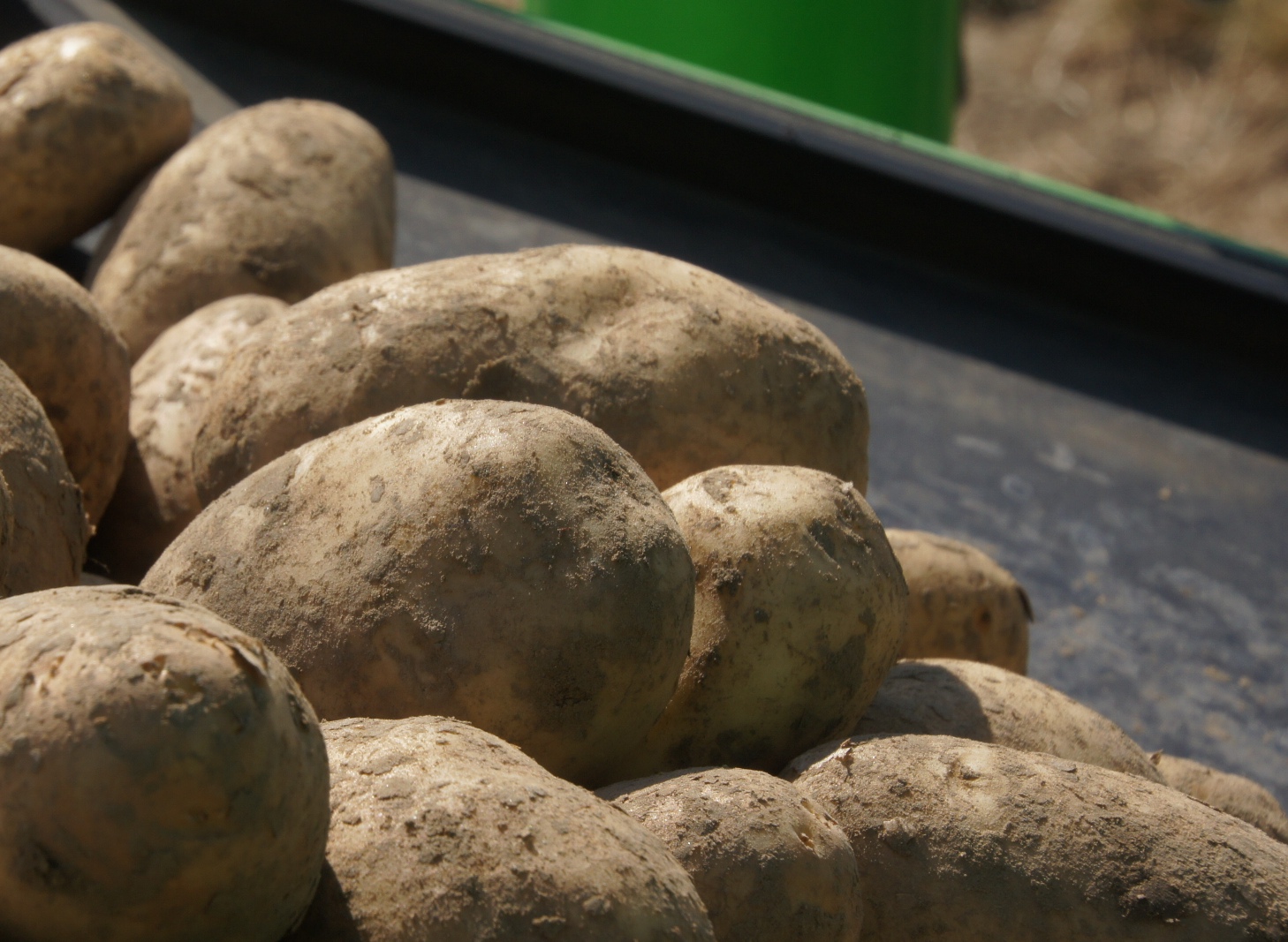Zorgen over AM en wratziekte bij aardappeltelers