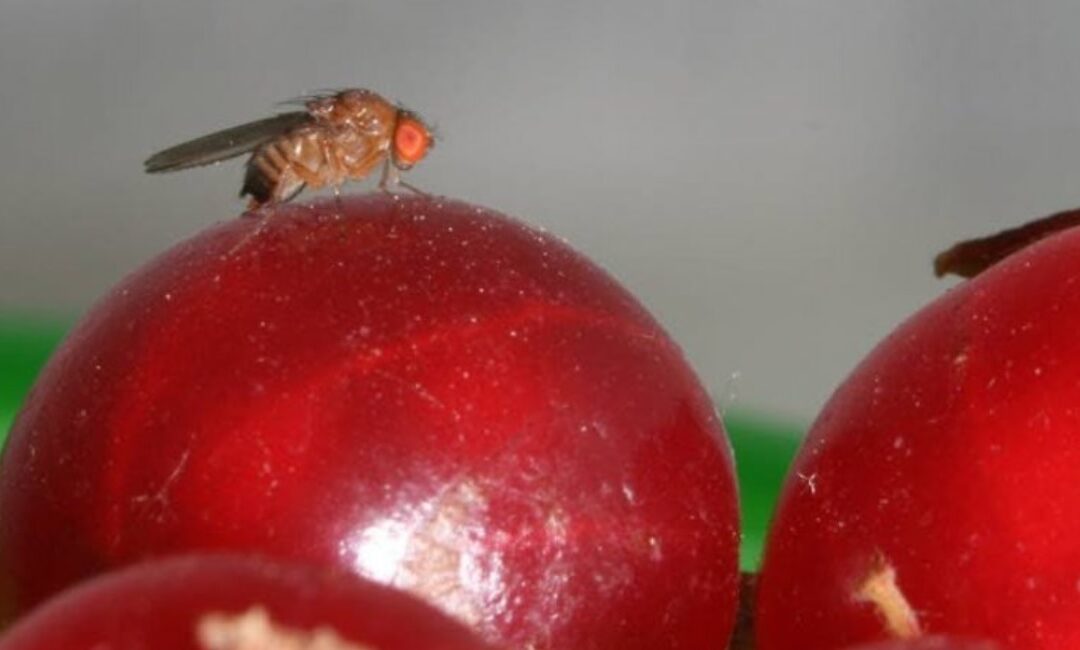 Vrijstelling Tracer in druiven en kersen tegen suzuki-fruitvlieg
