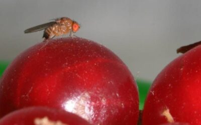 Vrijstelling Tracer in druiven en kersen tegen suzuki-fruitvlieg