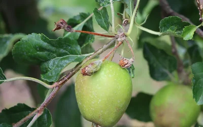Voorlopige vrijstellingen voor Raptol en Curatio in appels en peren