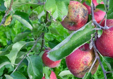 EU stelt besluit over gebruik captan in fruitteelt uit