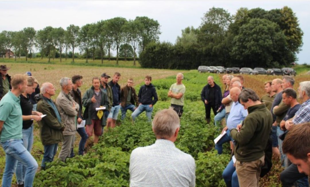 Na doorbraak behoudt resistentie phytophthora meerwaarde