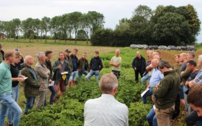 Na doorbraak behoudt resistentie phytophthora meerwaarde