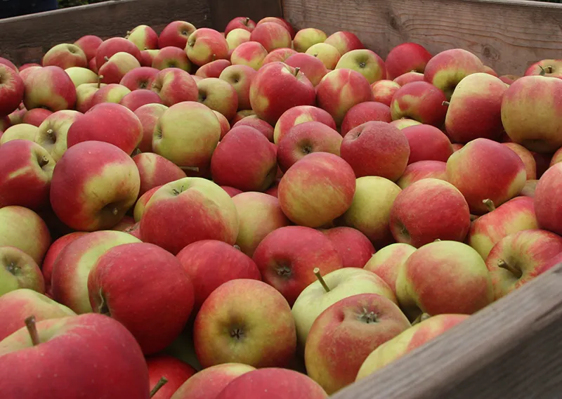 Minder gewasbescherming beïnvloedt oogst biologische appels in EU