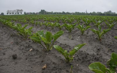 Herbicide en fungicide toegelaten