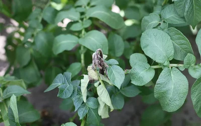 Combineren en afwisselen middelen blijkt effectief tegen phytophthora