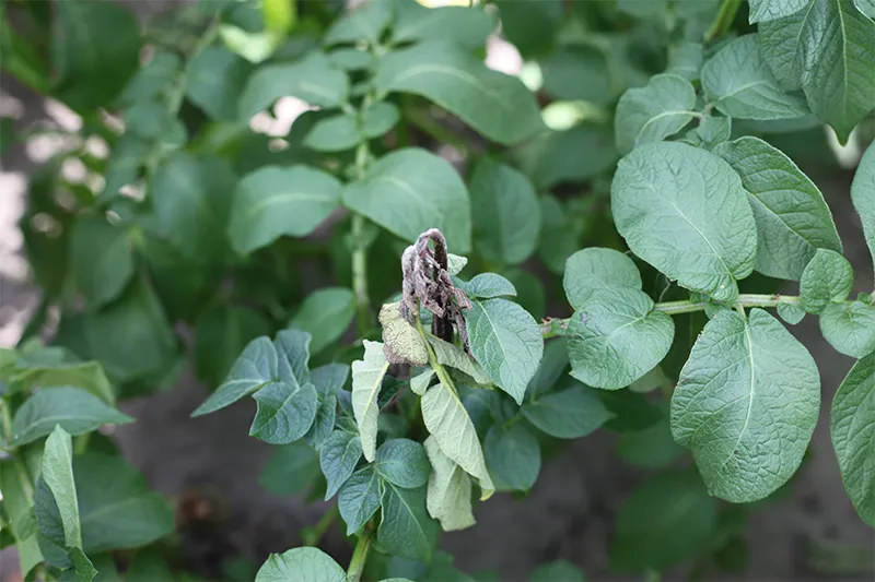 Combineren en afwisselen middelen blijkt effectief tegen phytophthora